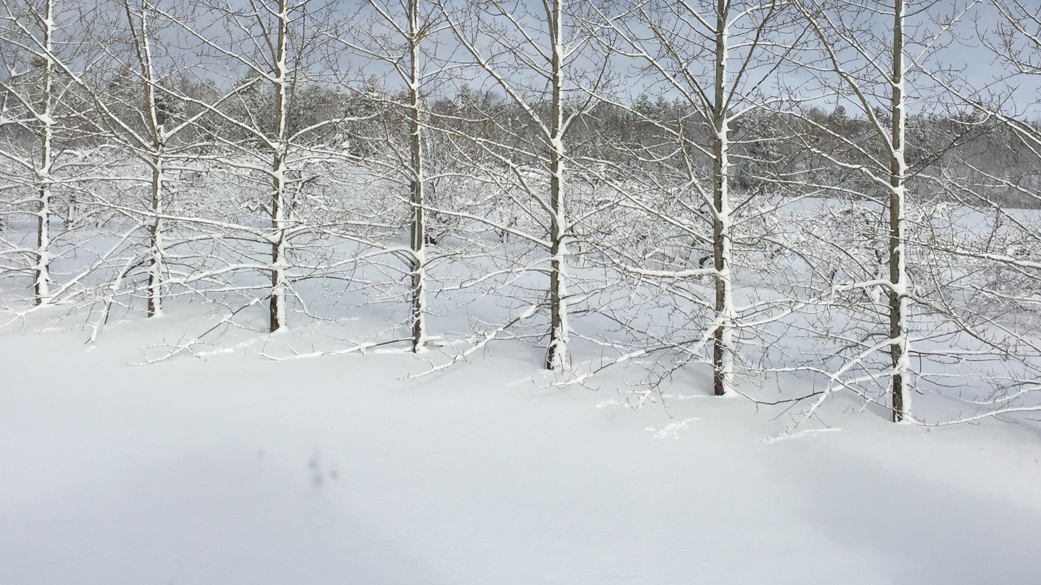 New Climate Guides showing a winter scene, fresh snow after an easterly snowfall. Hay field and woodlot covered in from snow.